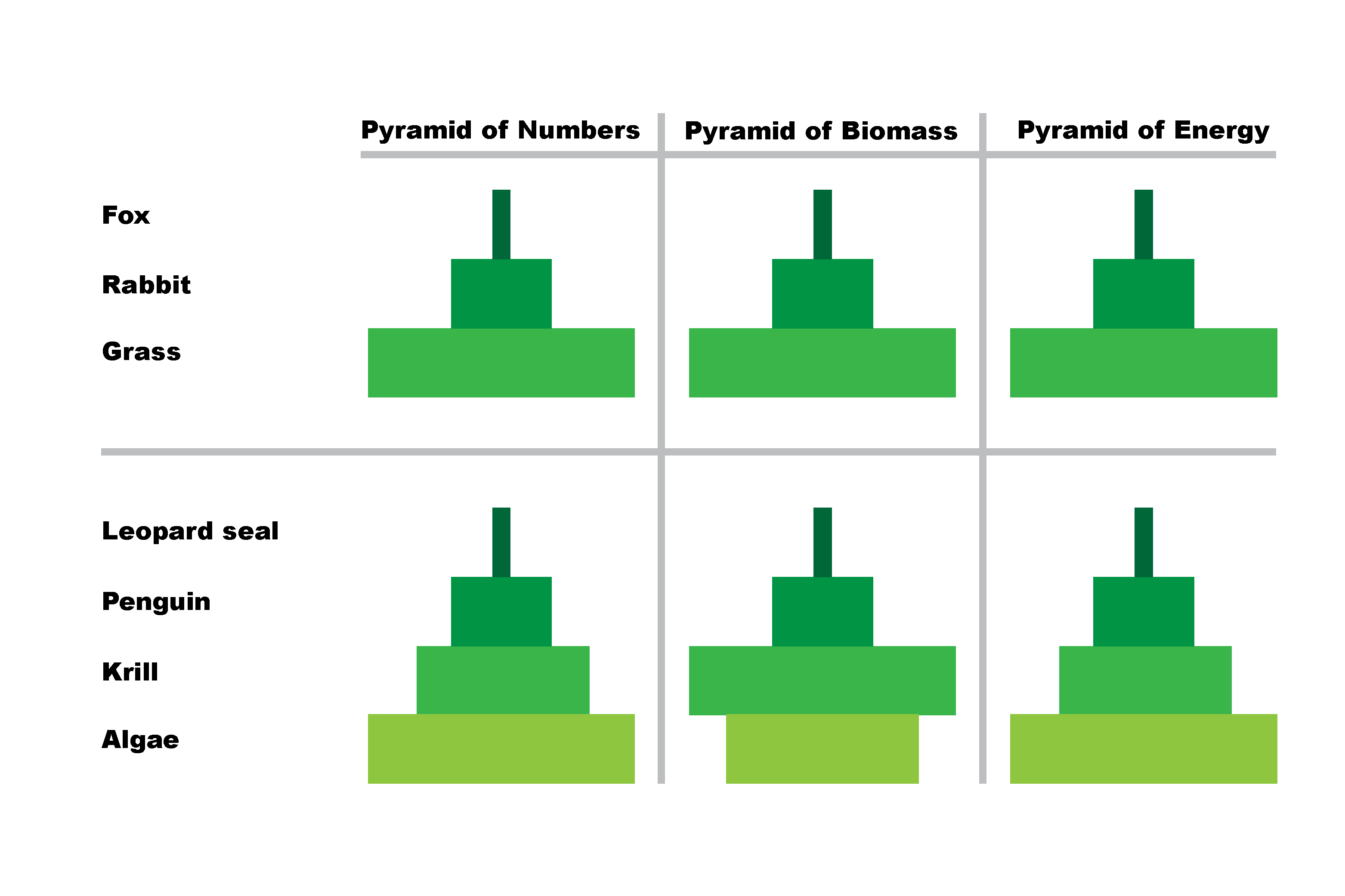 Pyramids of biomass are usually triangular but when studying marine life there are exceptions